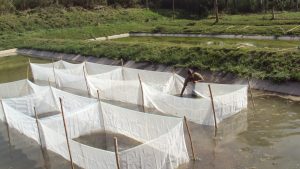 FRY BREEDING CAGE NETS - 4’X 5’X 3' - Image 3