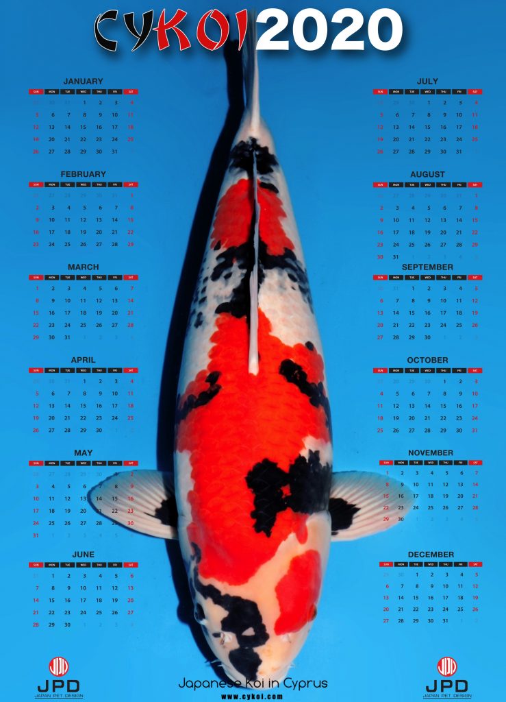 2020 CYKOI Calendar Now Available! Cyprus Koi Japanese Koi for sale