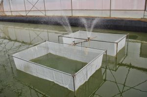 FRY BREEDING CAGE NETS - 4’X 5’X 3' - Image 2