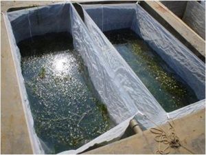 FRY BREEDING CAGE NETS - 4’X 5’X 3'