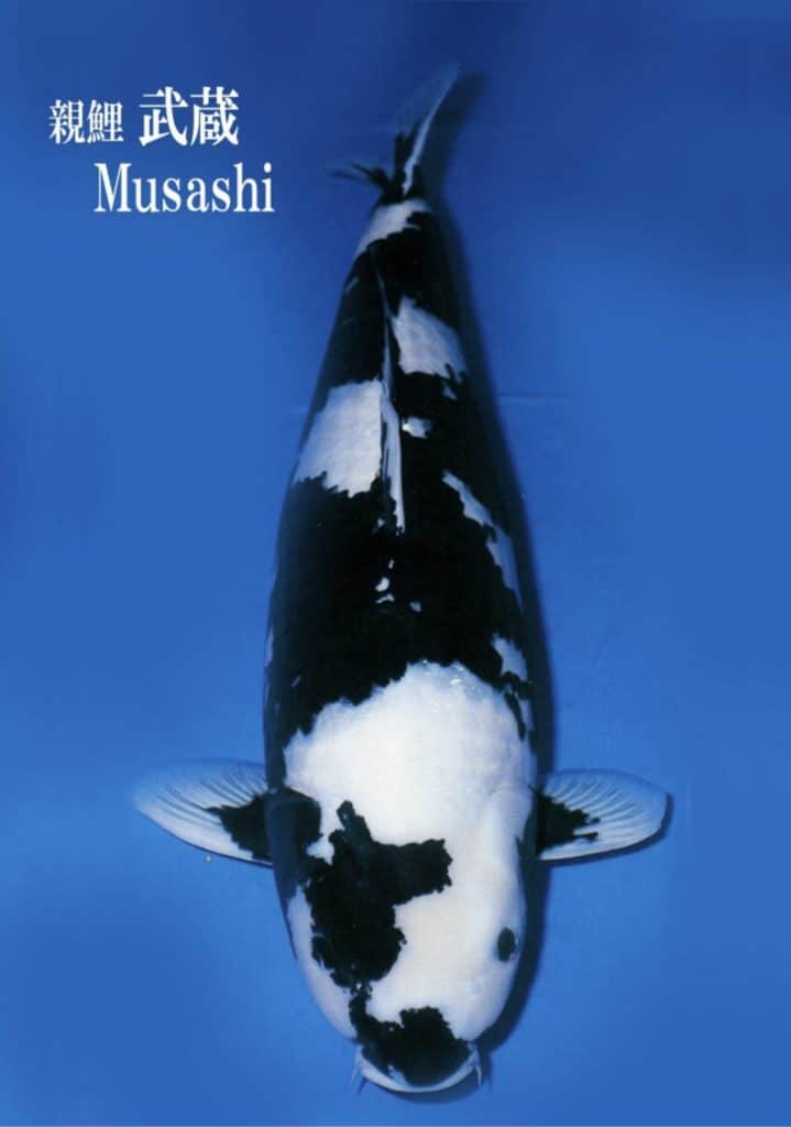 Omosako Shiro Utsuri – Musashi (courtesy Omosako Koi Farm)