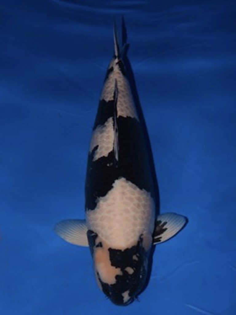 Omosako Shiro Utsuri – ‘Orca’ – Photo courtesy Omosako